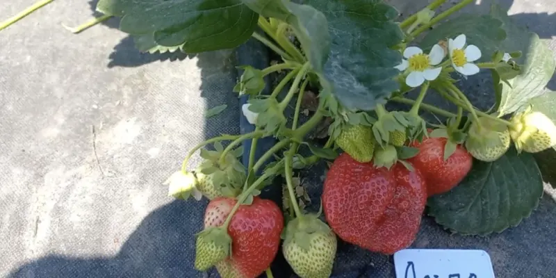 Лучшие урожайные сорта клубники: «альба»