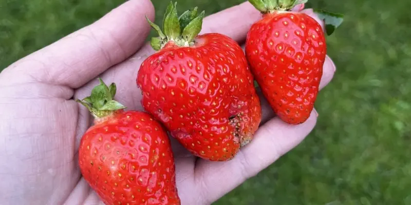 Лучшие сорта ремонтантной клубники: «альбион»