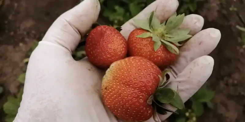 Самые сладкие сорта клубники: «эльсанта»