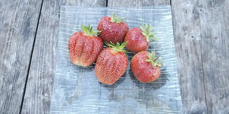 «Зенга зенгана»