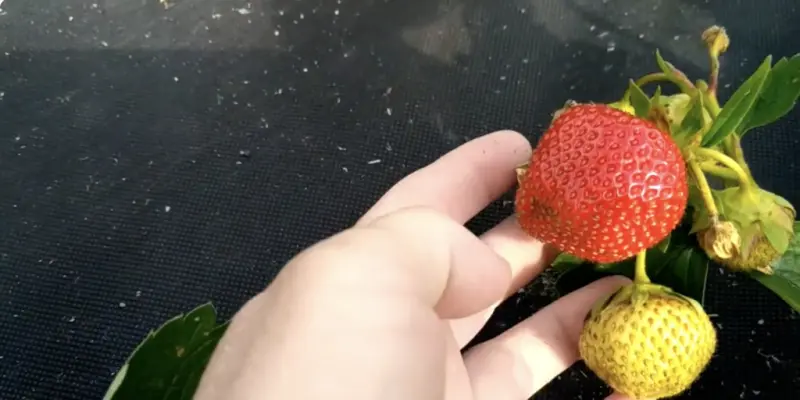 «Вима занта»