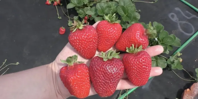 Лучшие сорта ремонтантной клубники: «сан андреас»