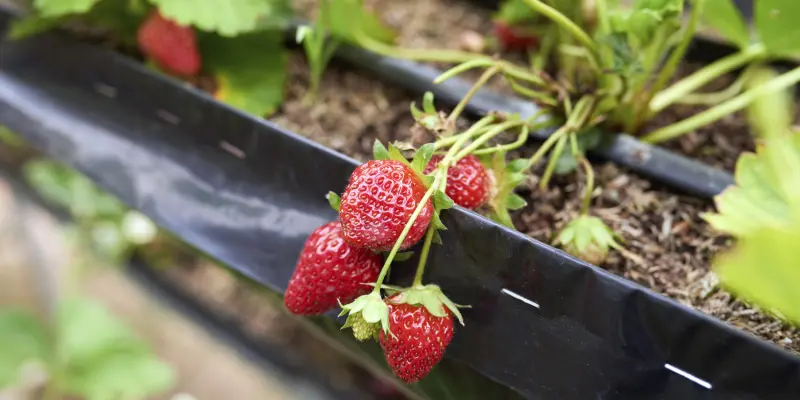 От «Клери» до «Купчихи»: 12 сортов клубники, которые не стыдно посадить на зависть соседям