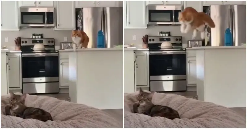 Рыжие коты в деле: лучшие моменты для вашего хорошего настроения