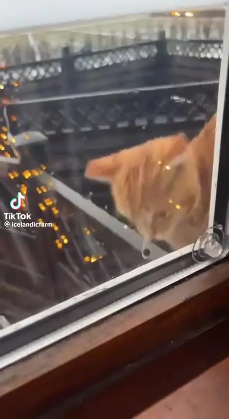 Усатые антидепрессанты: подборка видео с котами для снятия стресса