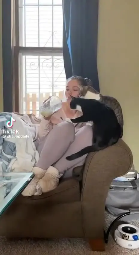 Усатые антидепрессанты: подборка видео с котами для снятия стресса