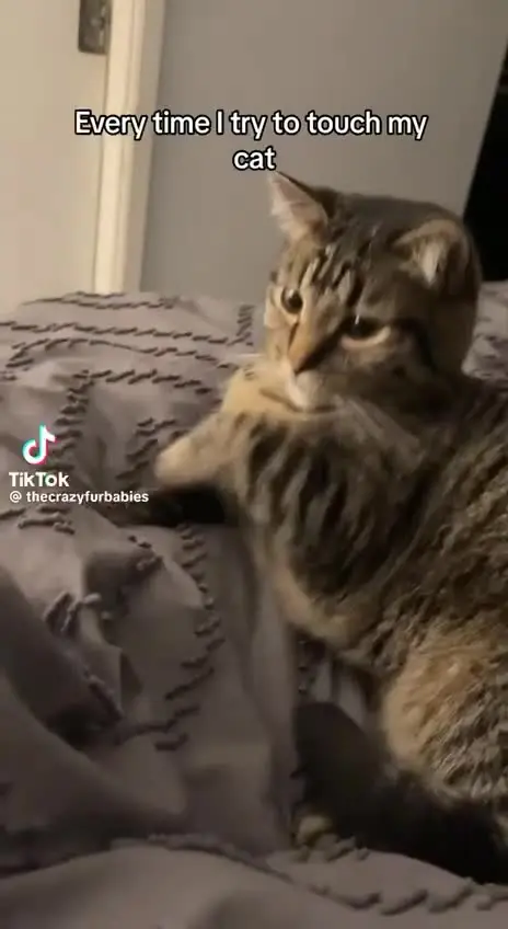 Усатые антидепрессанты: подборка видео с котами для снятия стресса