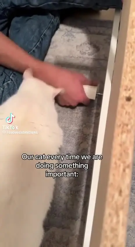 Усатые антидепрессанты: подборка видео с котами для снятия стресса