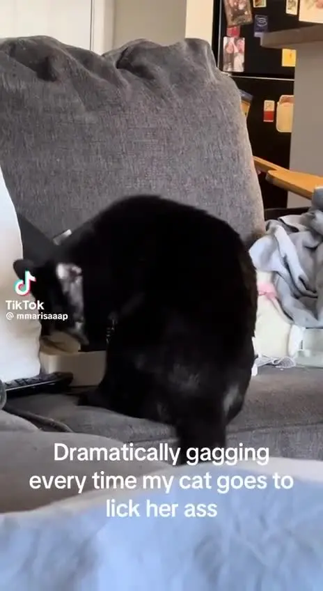 Усатые антидепрессанты: подборка видео с котами для снятия стресса