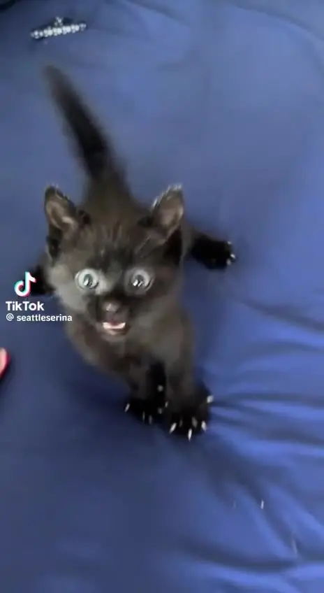 Усатые антидепрессанты: подборка видео с котами для снятия стресса