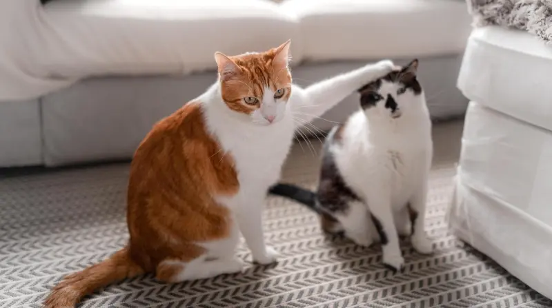 Усатые антидепрессанты: подборка видео с котами для снятия стресса