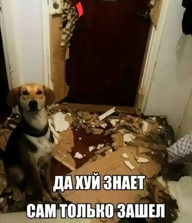 Смех сквозь экран: лучшие приколы для вашего настроения