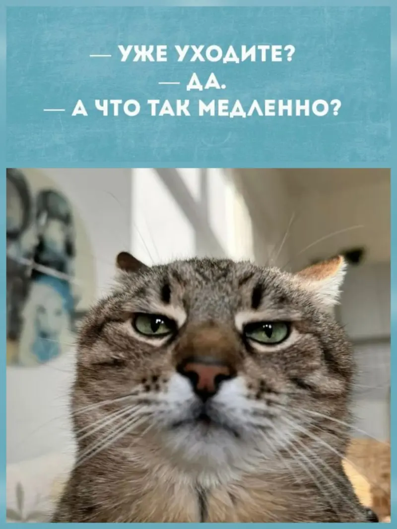 Смех сквозь экран: лучшие приколы для вашего настроения