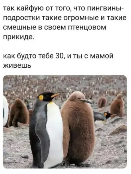 Смех сквозь экран: лучшие приколы для вашего настроения