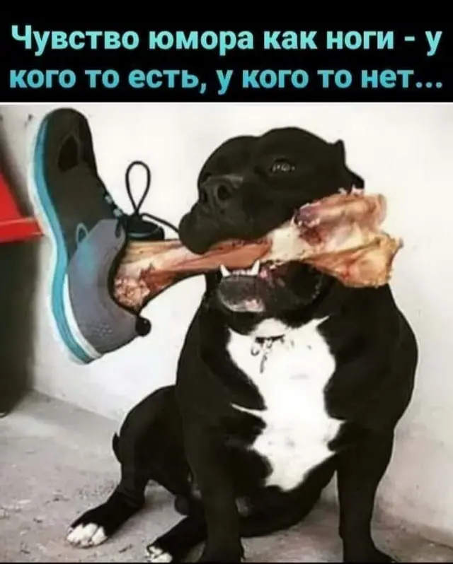 Смех сквозь экран: лучшие приколы для вашего настроения