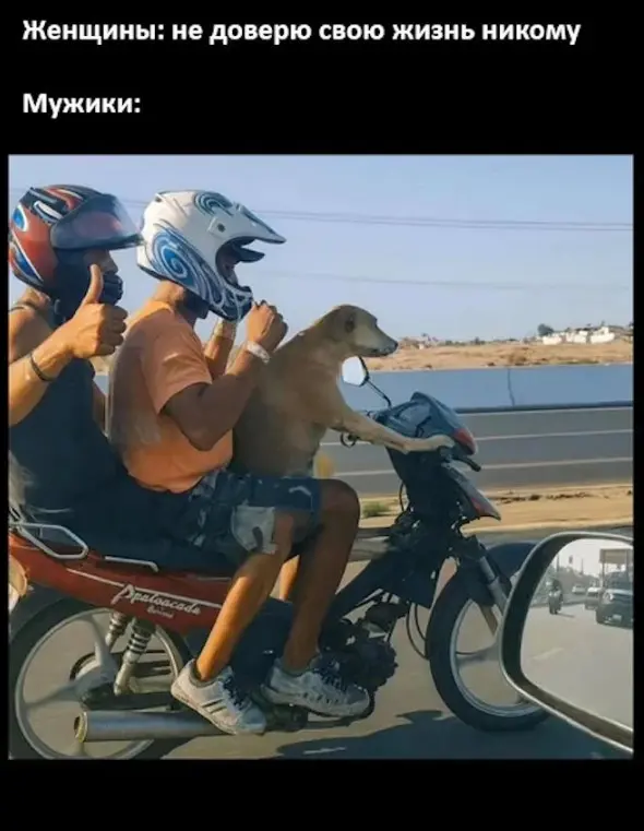 Смех сквозь экран: лучшие приколы для вашего настроения