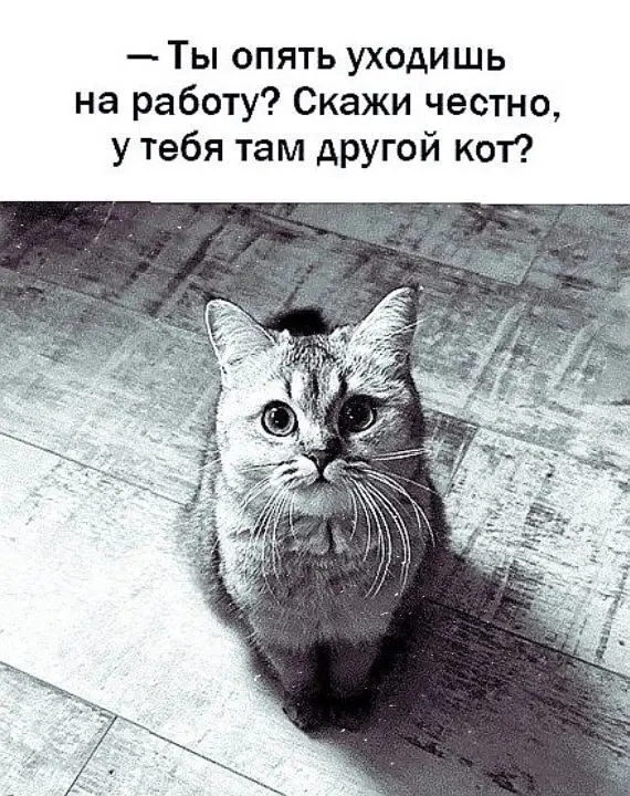 Смех сквозь экран: лучшие приколы для вашего настроения