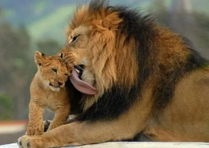 30 фото, доказывающих, что животные — лучшие комики