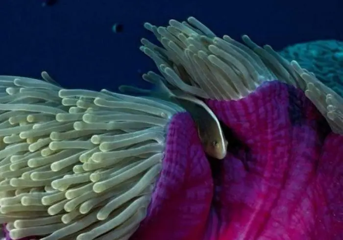 30 фото, доказывающих, что животные — лучшие комики