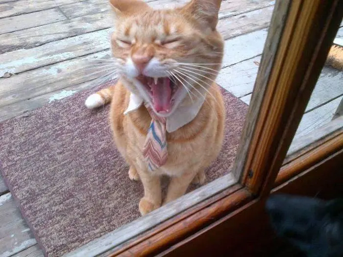 30 фото, доказывающих, что животные — лучшие комики