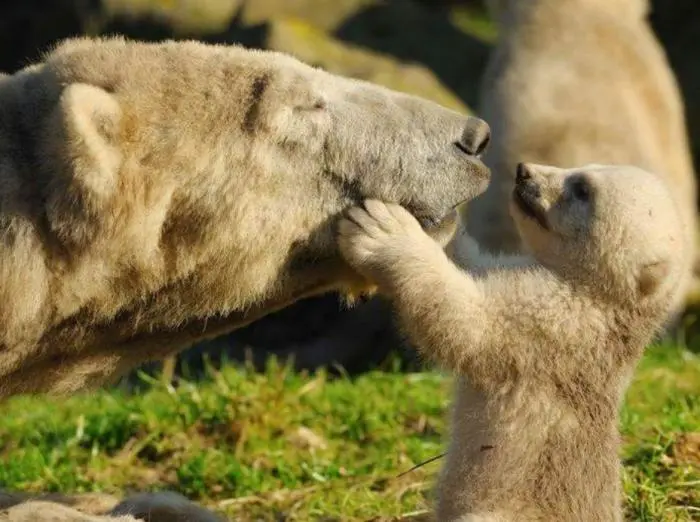 30 фото, доказывающих, что животные — лучшие комики