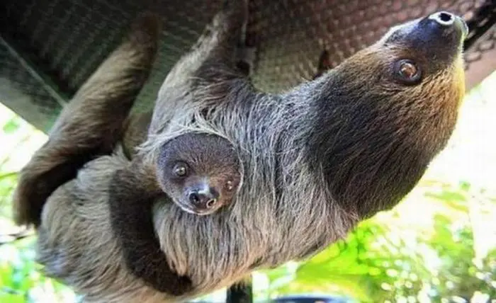 30 фото, доказывающих, что животные — лучшие комики