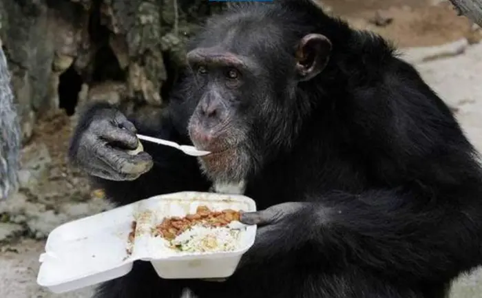 30 фото, доказывающих, что животные — лучшие комики