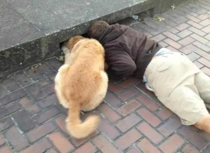 30 фото, доказывающих, что животные — лучшие комики