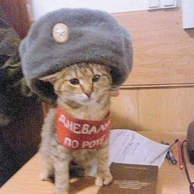 30 фото, доказывающих, что животные — лучшие комики