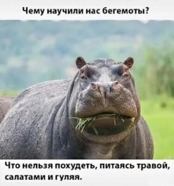 30 фото, доказывающих, что животные — лучшие комики