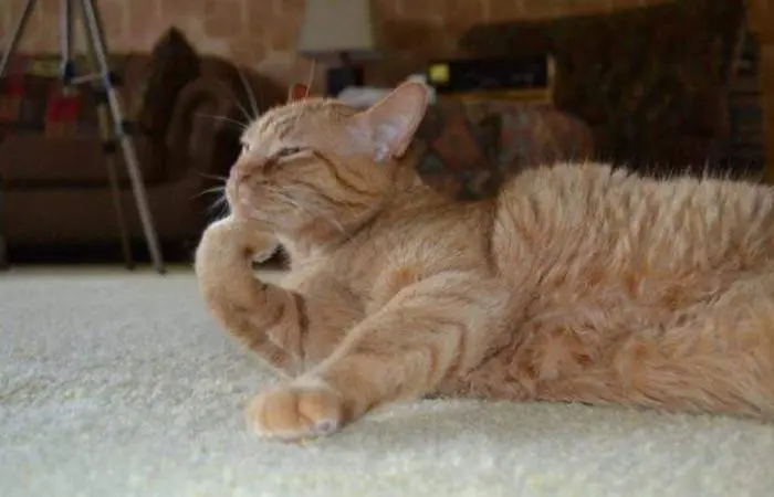 30 фото, доказывающих, что животные — лучшие комики