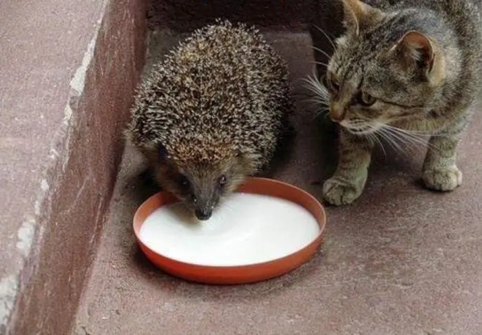 30 фото, доказывающих, что животные — лучшие комики