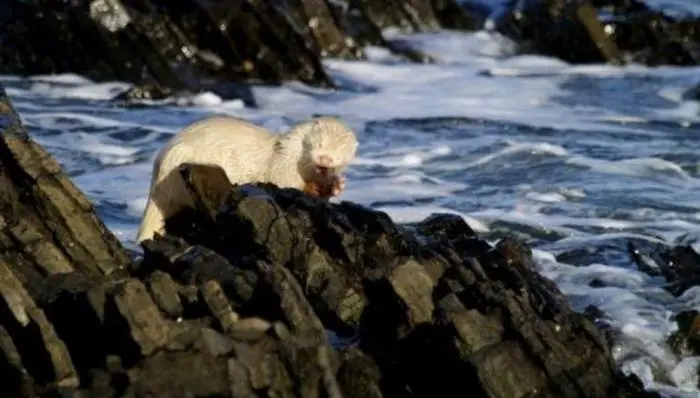 30 фото, доказывающих, что животные — лучшие комики