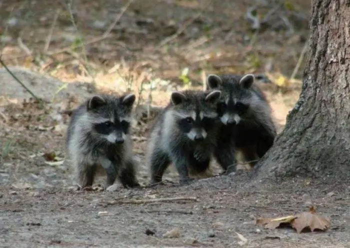30 фото, доказывающих, что животные — лучшие комики