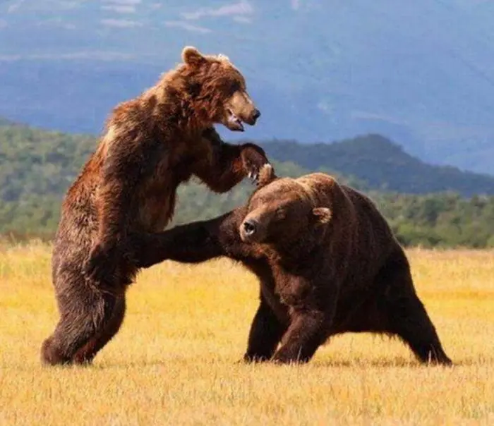 30 фото, доказывающих, что животные — лучшие комики