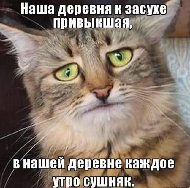 30 фото, доказывающих, что животные — лучшие комики