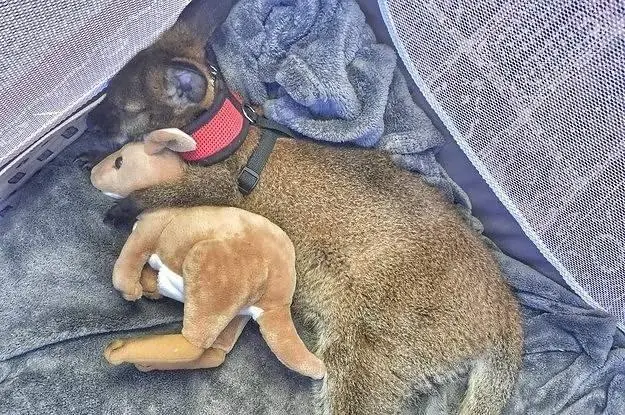 30 фото, доказывающих, что животные — лучшие комики