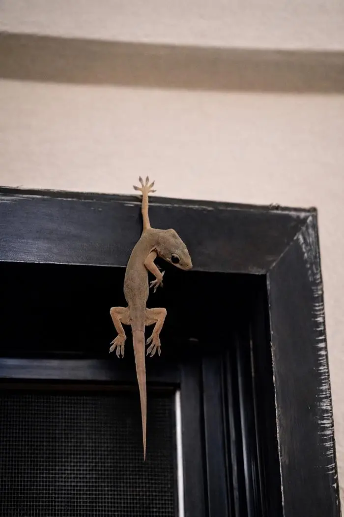 30 фото, доказывающих, что животные — лучшие комики