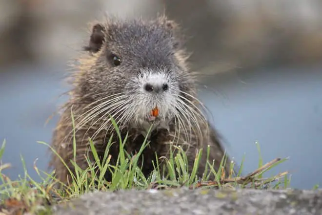 30 фото, доказывающих, что животные — лучшие комики