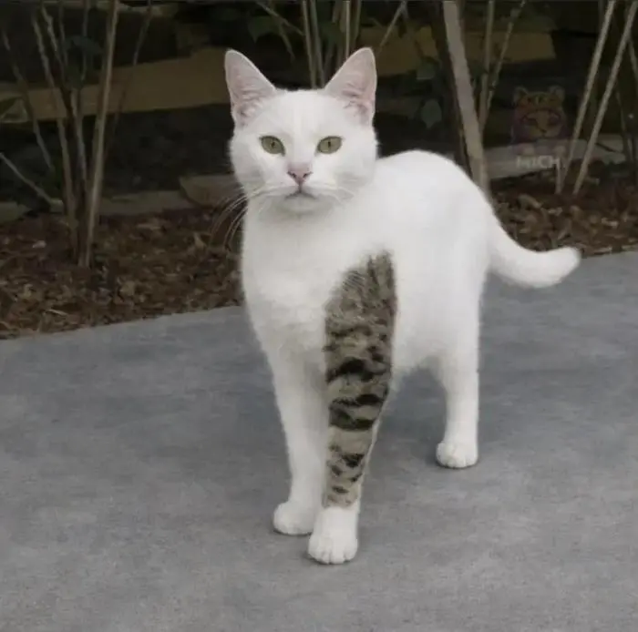 30 фото, доказывающих, что животные — лучшие комики