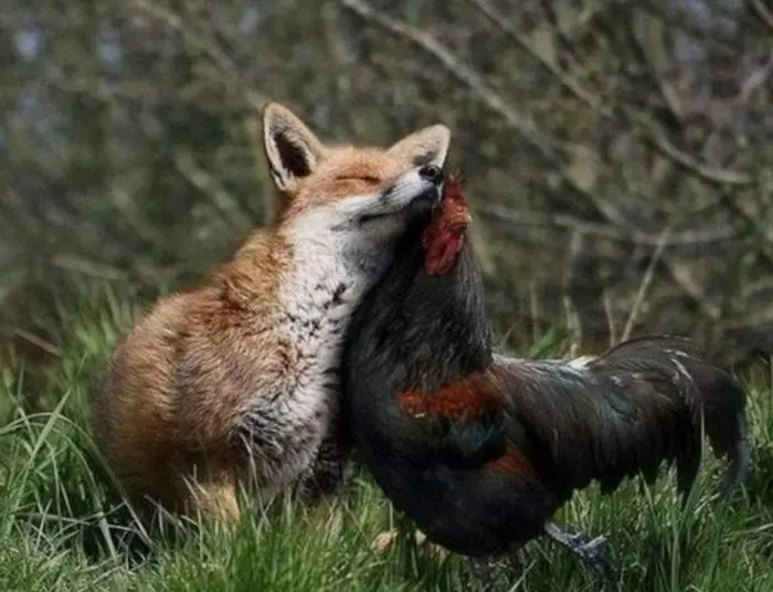 30 фото, доказывающих, что животные — лучшие комики