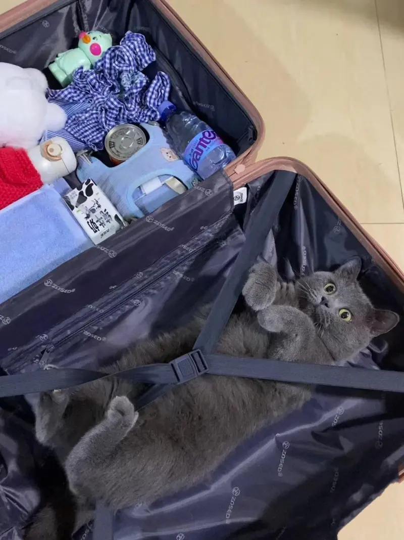 Коты в чемоданах: пушистый протест против одиночества