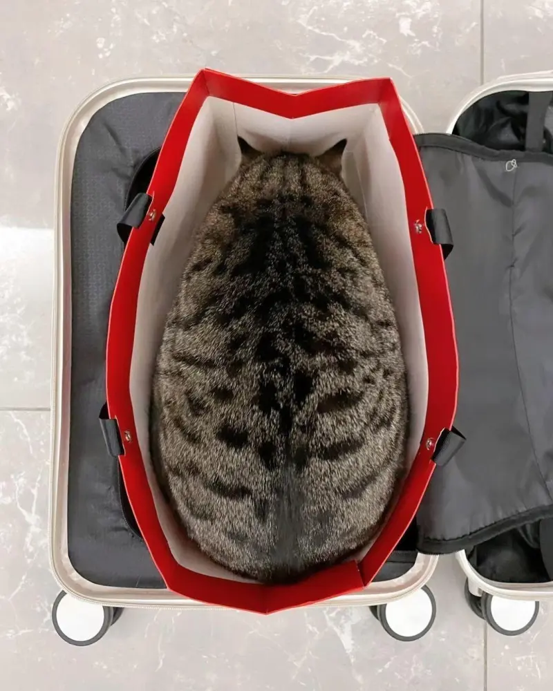 Коты в чемоданах: пушистый протест против одиночества