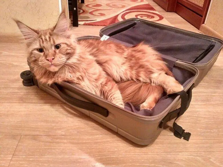 Коты в чемоданах: пушистый протест против одиночества