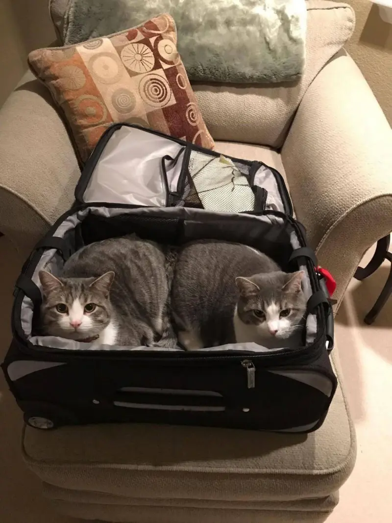 Коты в чемоданах: пушистый протест против одиночества