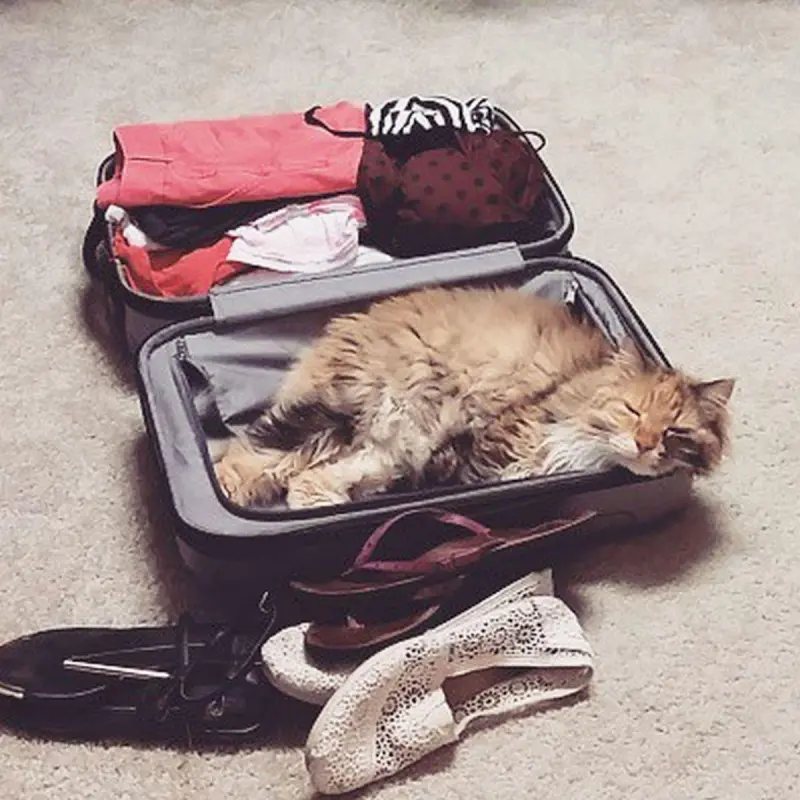 Коты в чемоданах: пушистый протест против одиночества