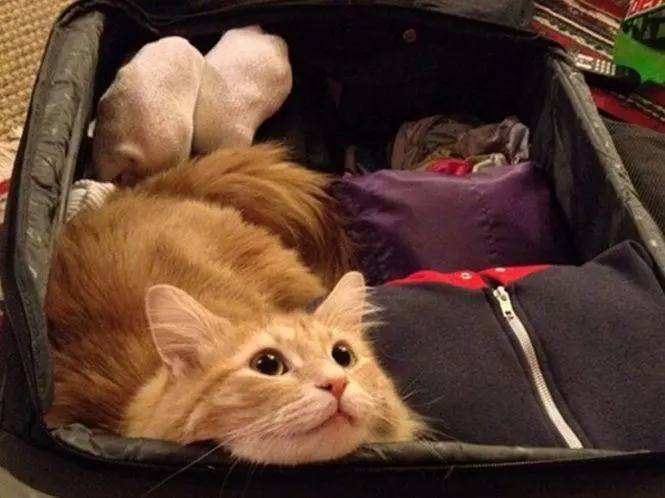 Коты в чемоданах: пушистый протест против одиночества