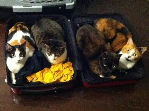 Коты в чемоданах: пушистый протест против одиночества