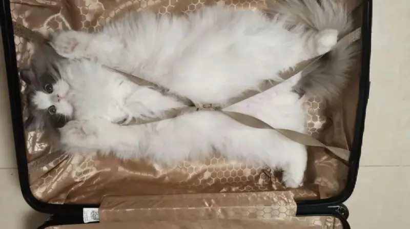 Коты в чемоданах: пушистый протест против одиночества