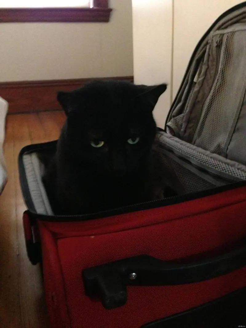 Коты в чемоданах: пушистый протест против одиночества